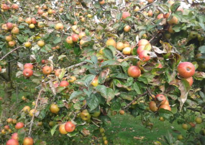 pommiers-avec-fruit2-400x284